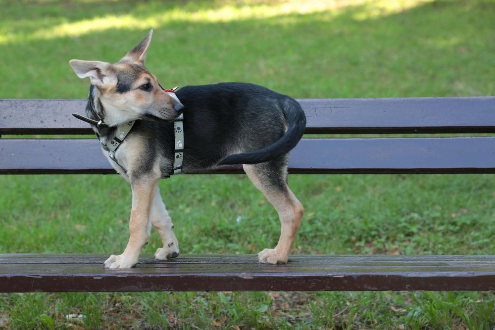 Sunia szczeniak w typie rasy Owczarek Niemiecki  ,szuka domu.