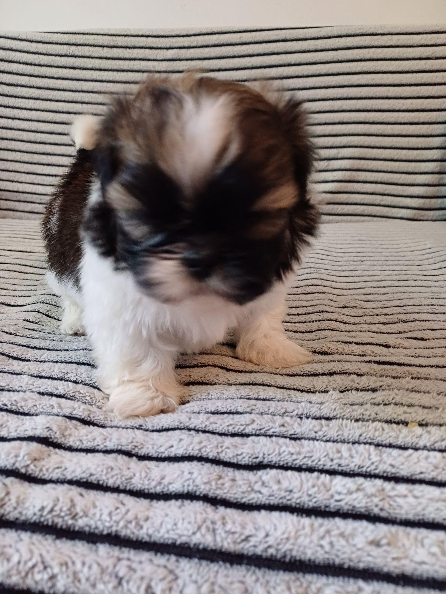 Suczka Shih  Tzu