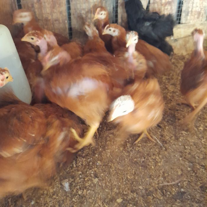 Frangos caseiros
