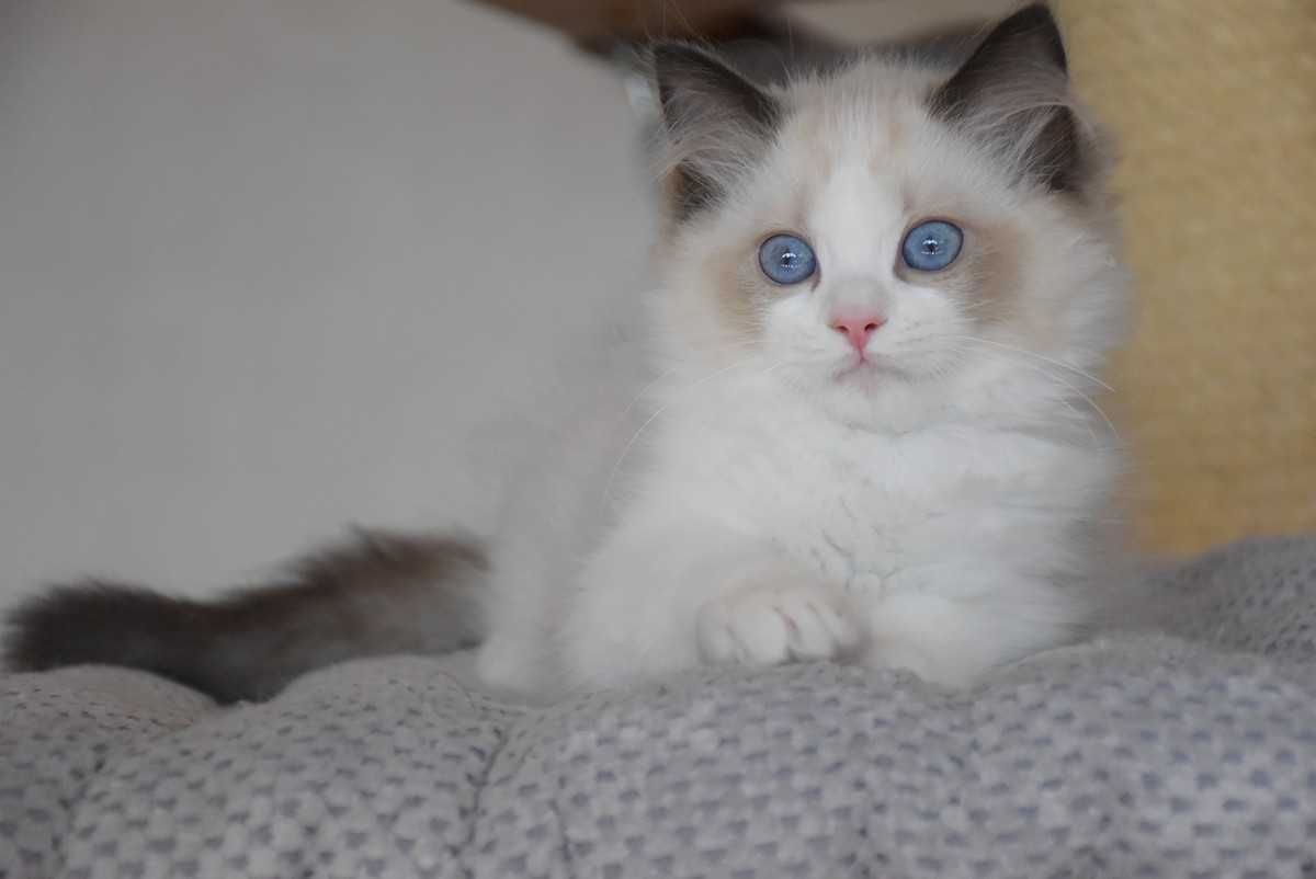 Ragdoll kocurek Simba z rodowodem FIFe - Seal Bicolor