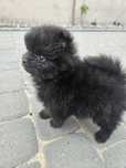 Szpic miniaturowy Boo Suczka Pomeranian