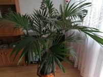 Palma kencja (kentia )