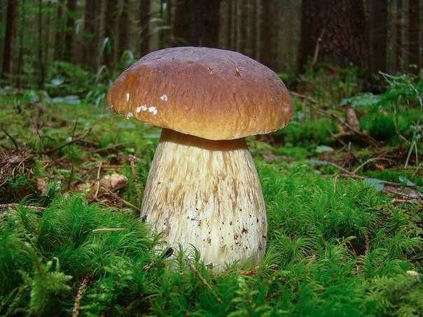 Мицелий белых грибов (живой зерновой и сухой зерновой)