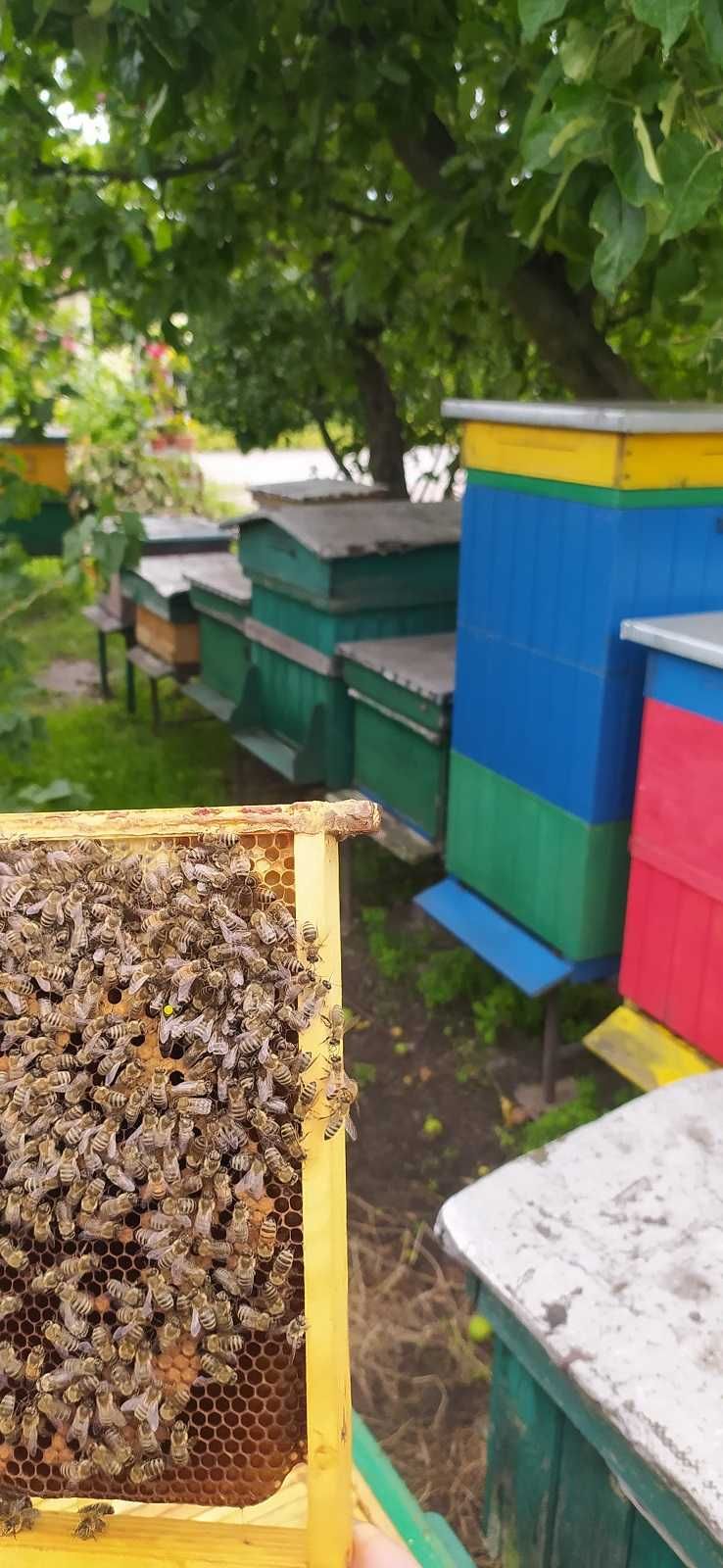 Sprzedam matki pszczele unasienione