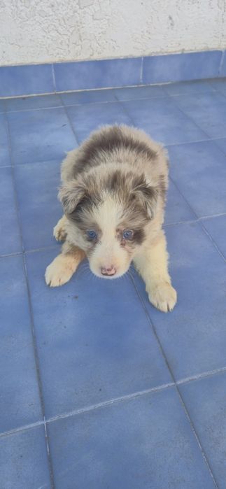 Border collie C/LOP