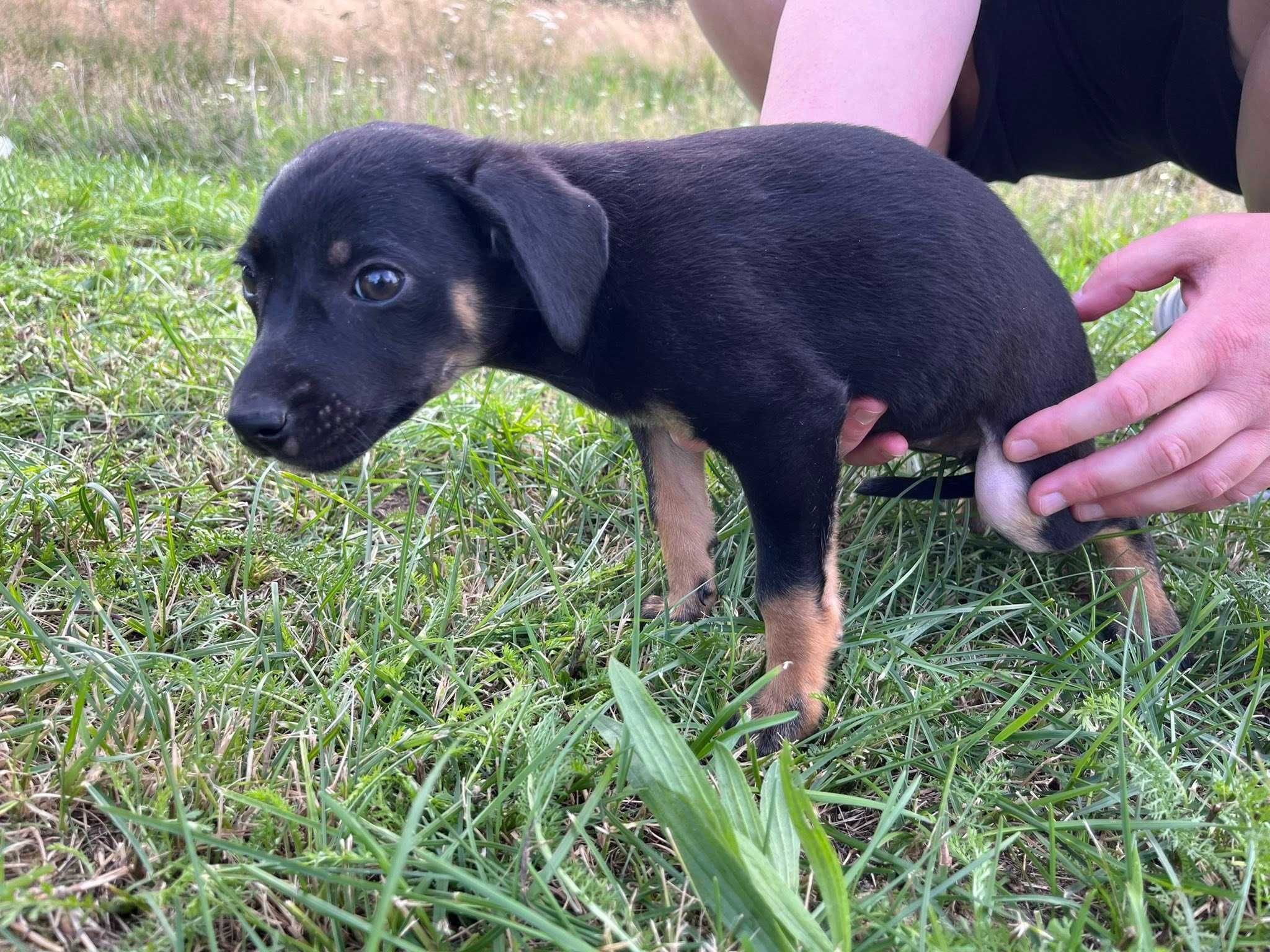 Samborek cudny szczeniak do adopcji