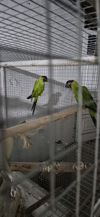 Casal Aratingas cabeça preta