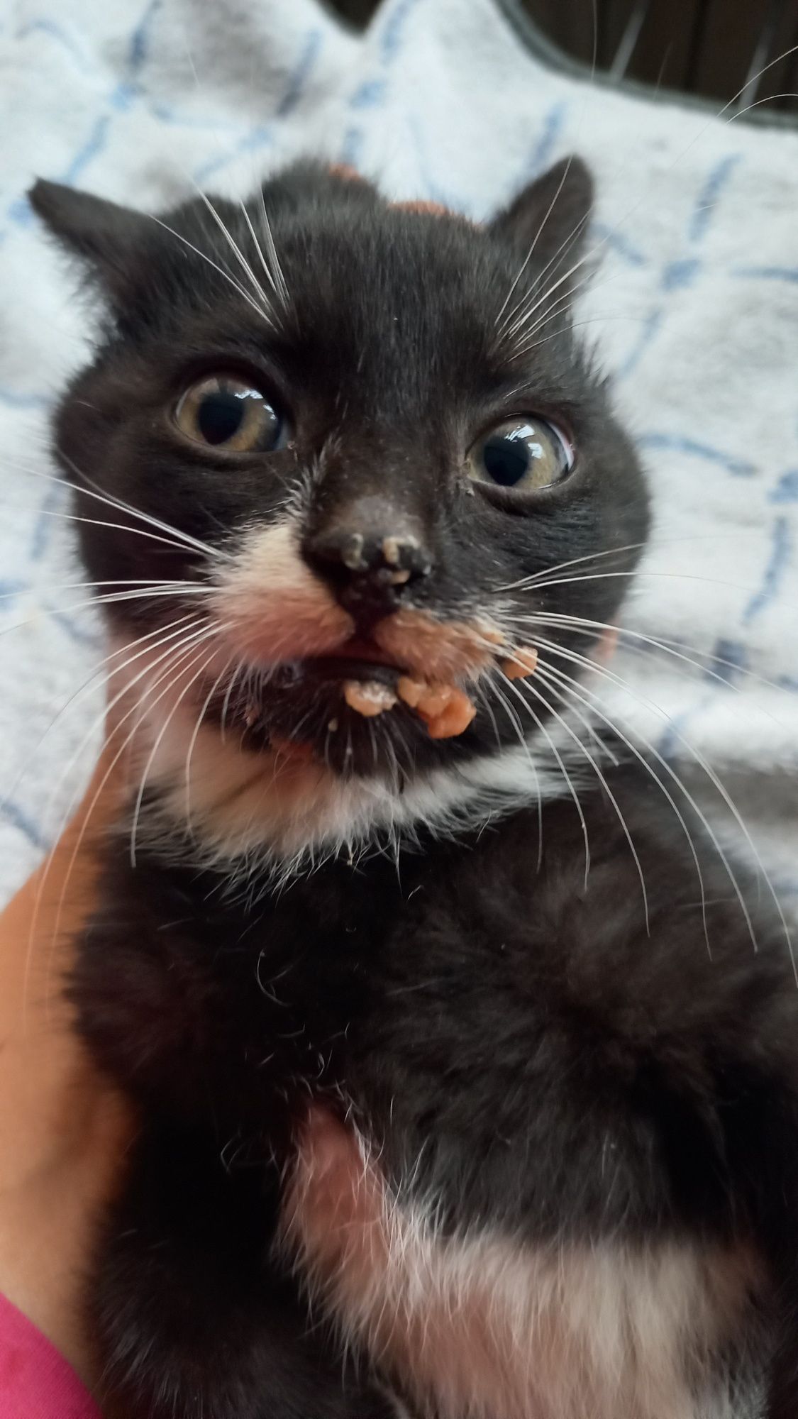 Malutkie groszki do adopcji