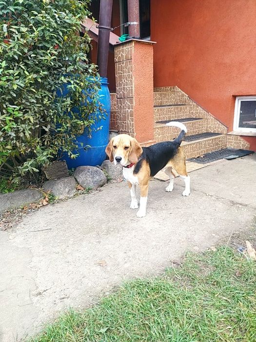 Beagle piesek 6 miesięcy szczepiony z rodowodem