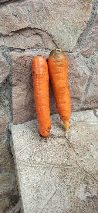 Морква, картопля,домашня.