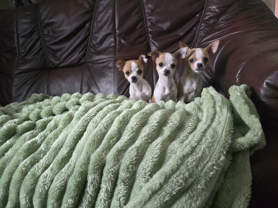 Szczeniaczki rasy Chihuahua krótkowłosy