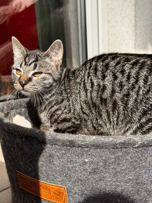 Burasek na A do adopcji