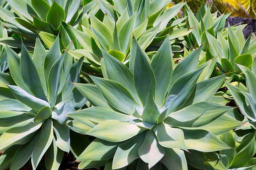 Planta de jardim Agave Dragão e Tromba de Elefante