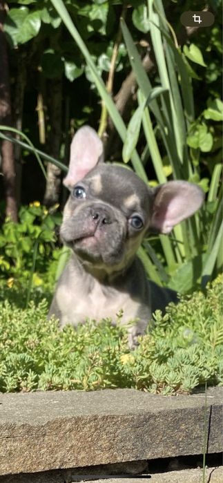 Голубой мальчишка мини француз