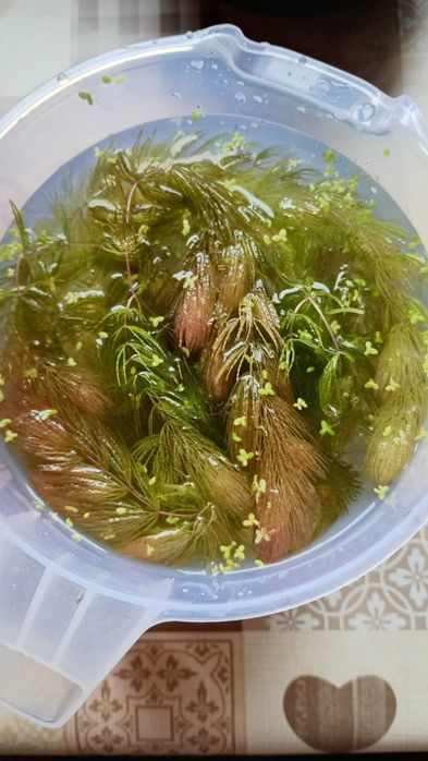 rośliny do akwarium