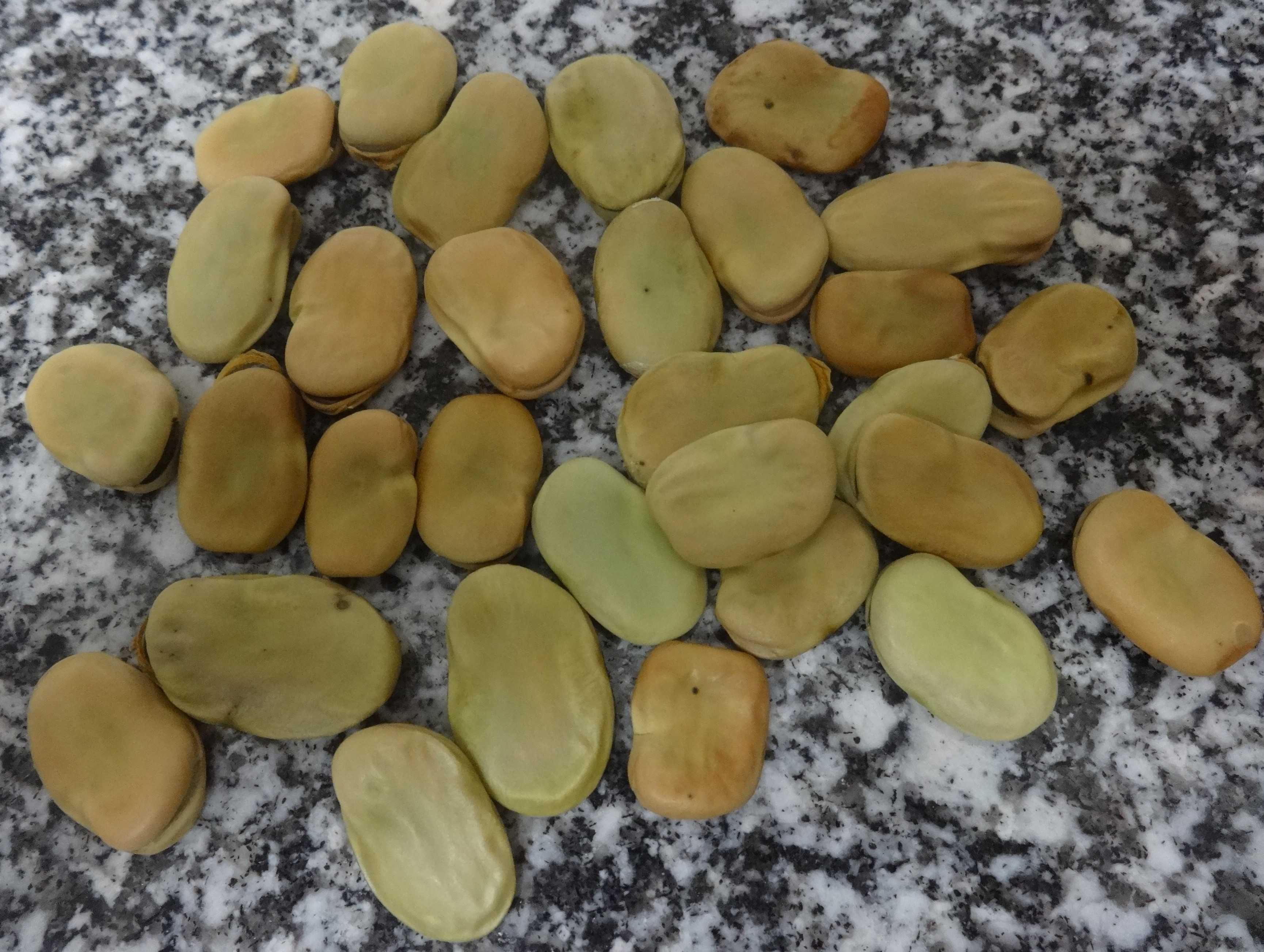 Fava Seca de Semente Algarvia