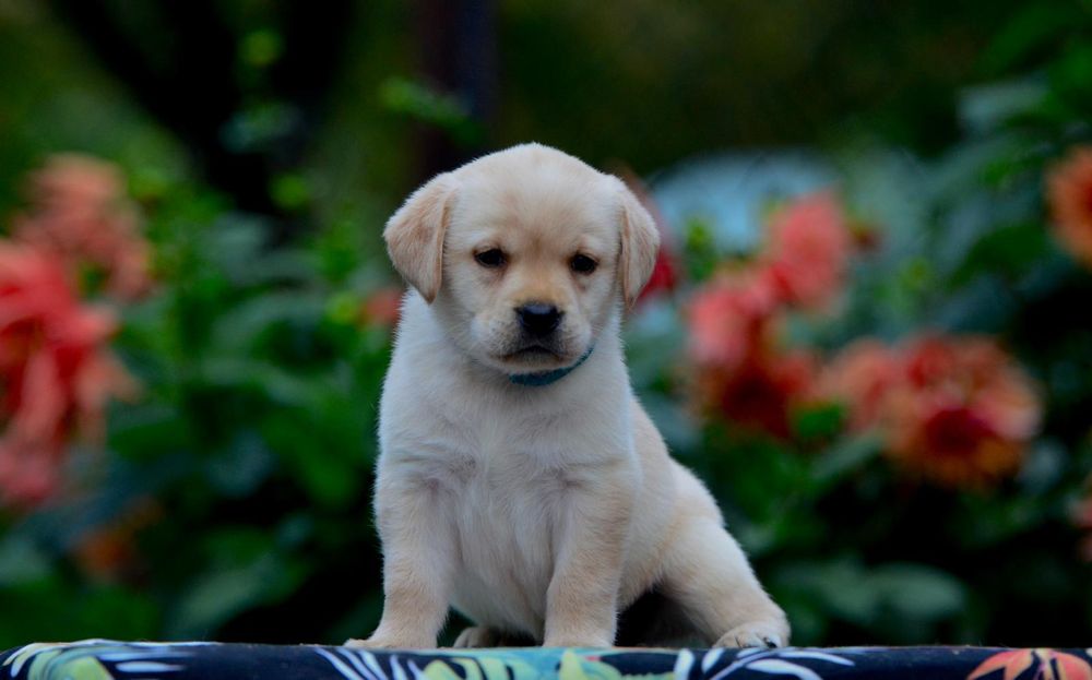 labrador retriver