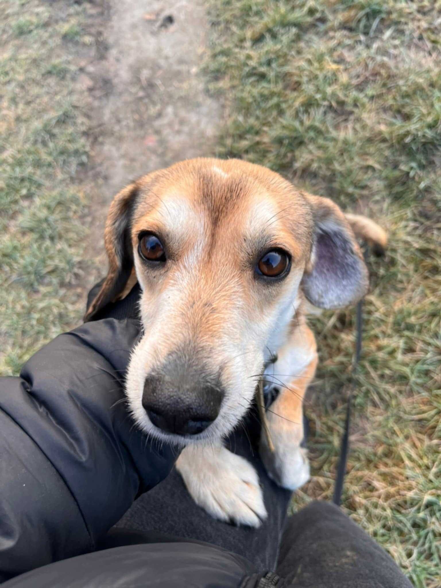 Smutny, śliczny CZAPI szuka domu !! Do adopcji !!