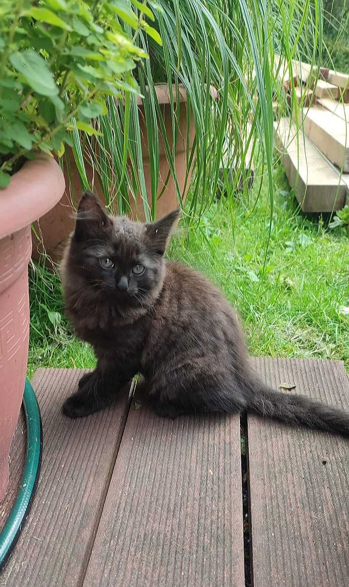 Wercia i Armiś kotki do adopcji