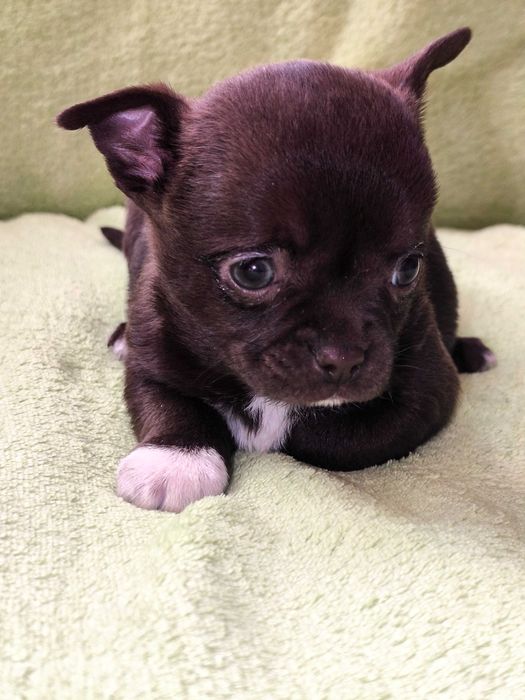 Chihuahua piesek krótkowłosy