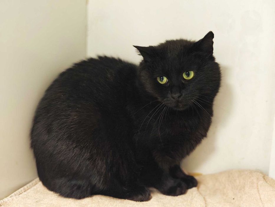 Чорна перлинка, тендітна котодівчинка Меліс, кішка 1 рік