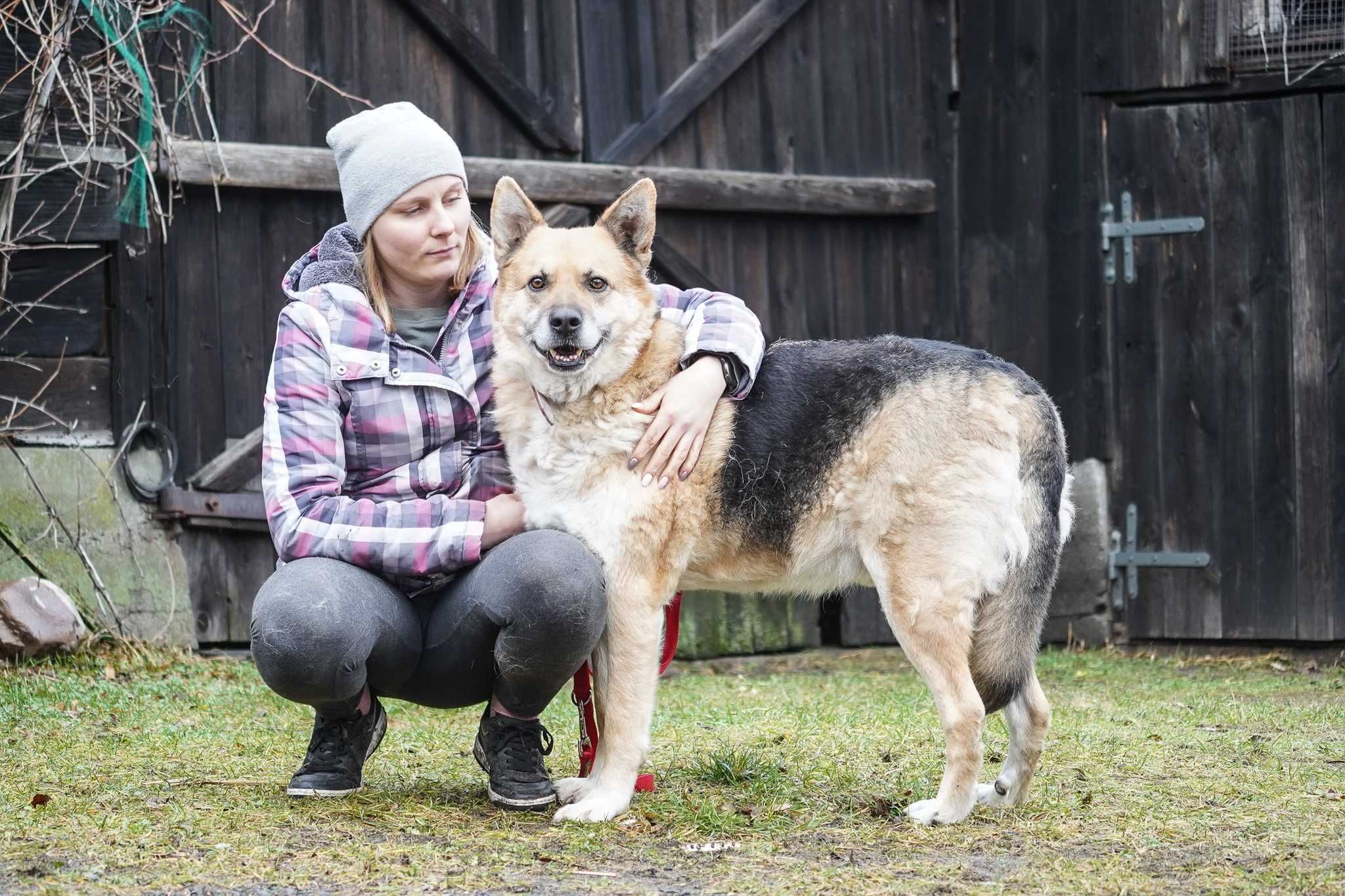 Rino - psiak w typie owczarek niemiecki szuka domu