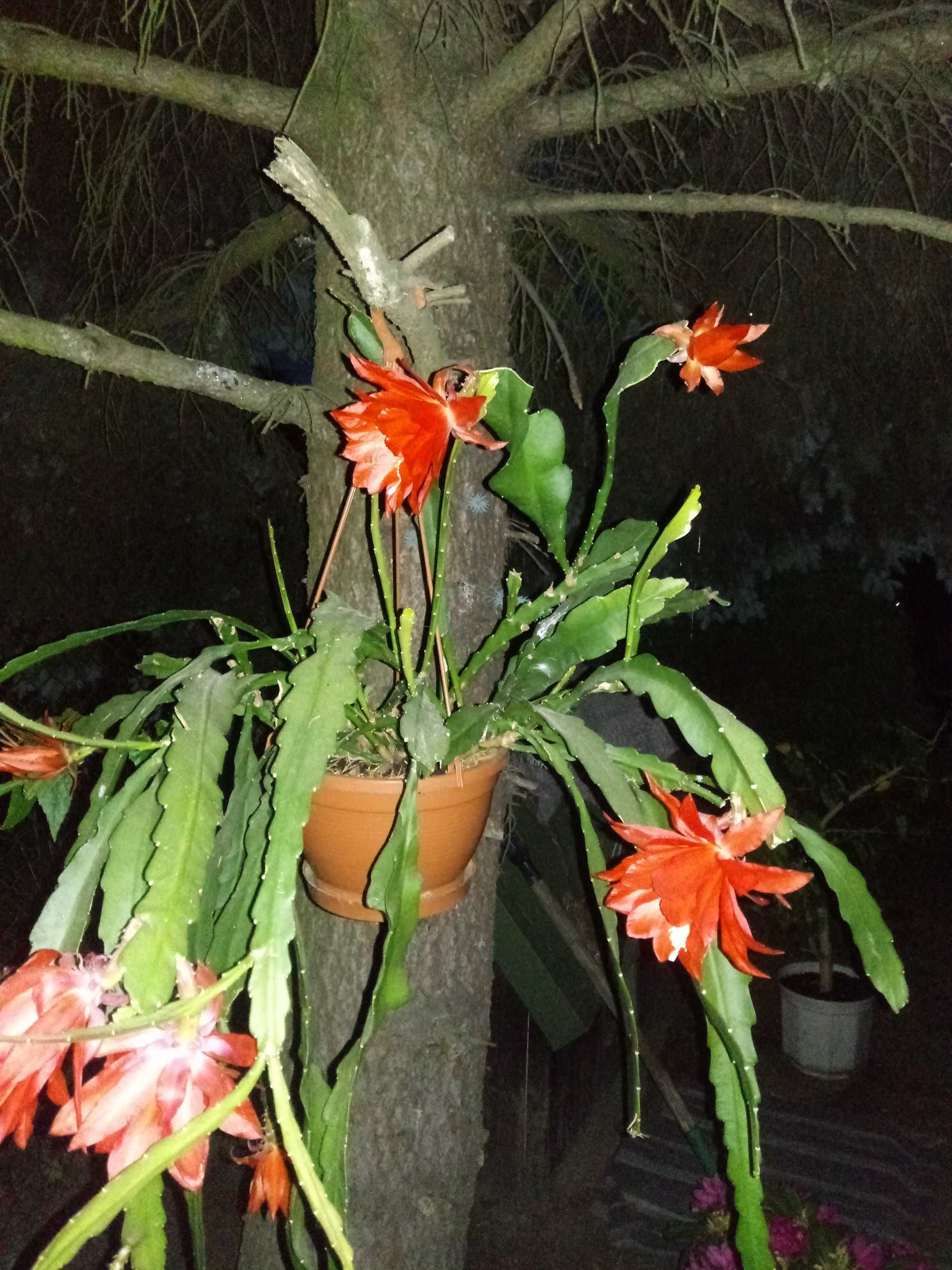 Epifiium, Epiphyllum Ackermanii, czerwony.