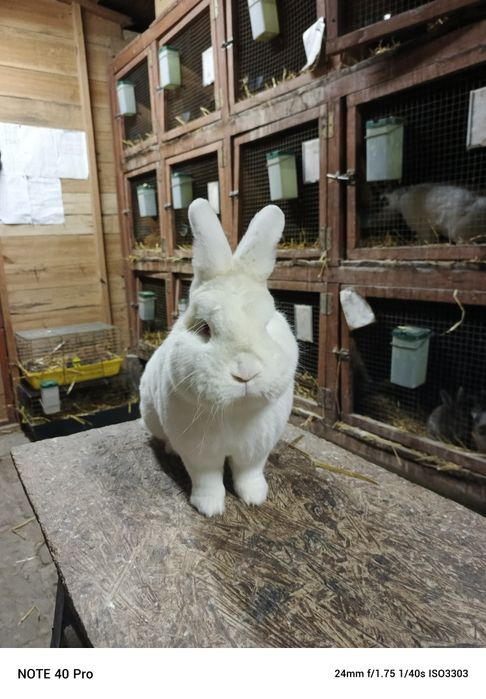 Nowozlendzki Biały rodowód ocena