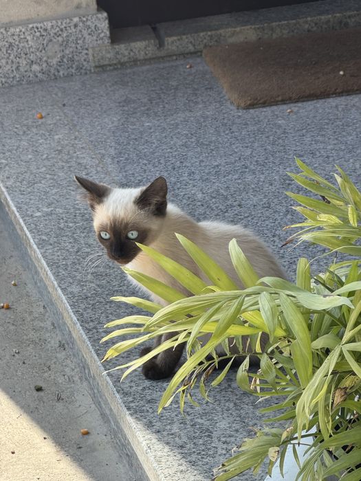 Gata para adoção