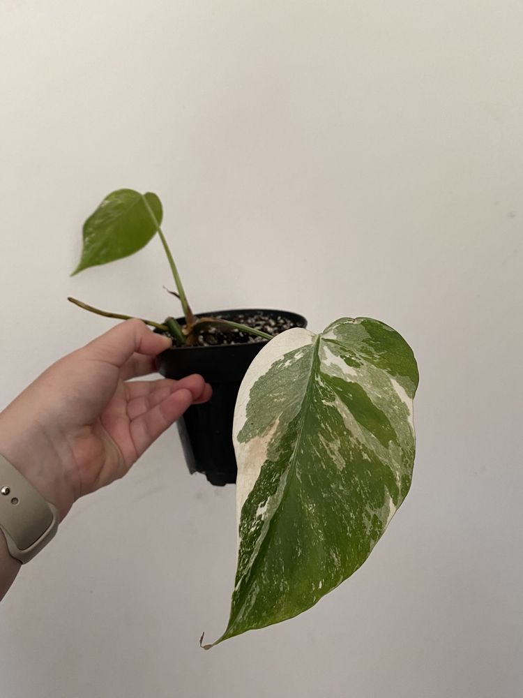 Monstera variegata