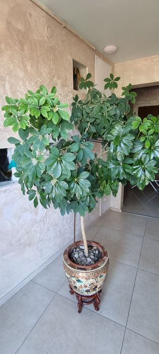 Ficus Benjamin OKAZJA zdrowy,gęsty