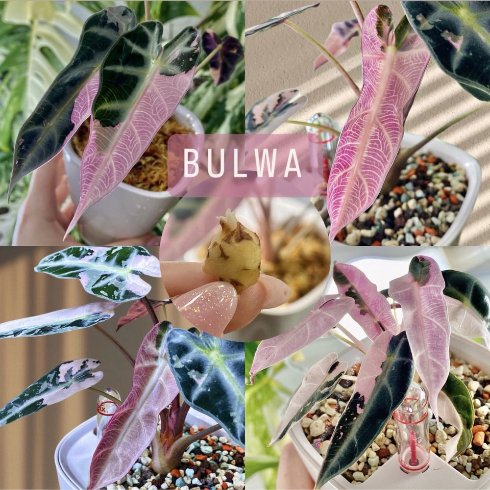 Alocasia Alokazja bambino pink Variegata unikat kolekcjonerska bulwa !