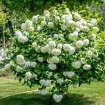 Kalina Koralowa Roseum