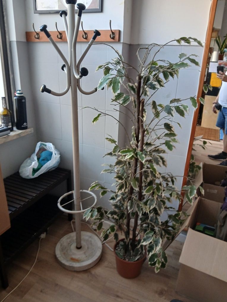 Manequim masculino,  Poisa pés, planta artificial,  estante madeira