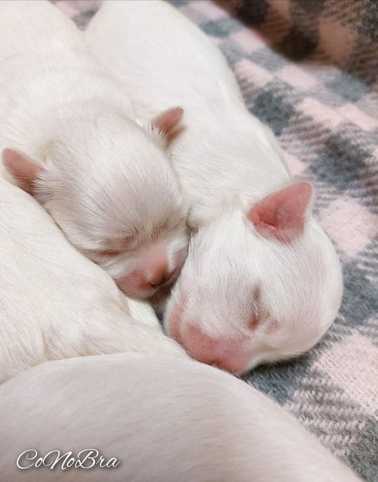 Maltańczyk maltańczyki szczeniaki