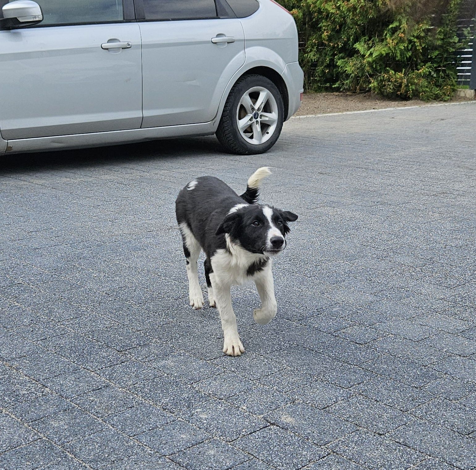 Sprzedam szczeniaka Border Collie