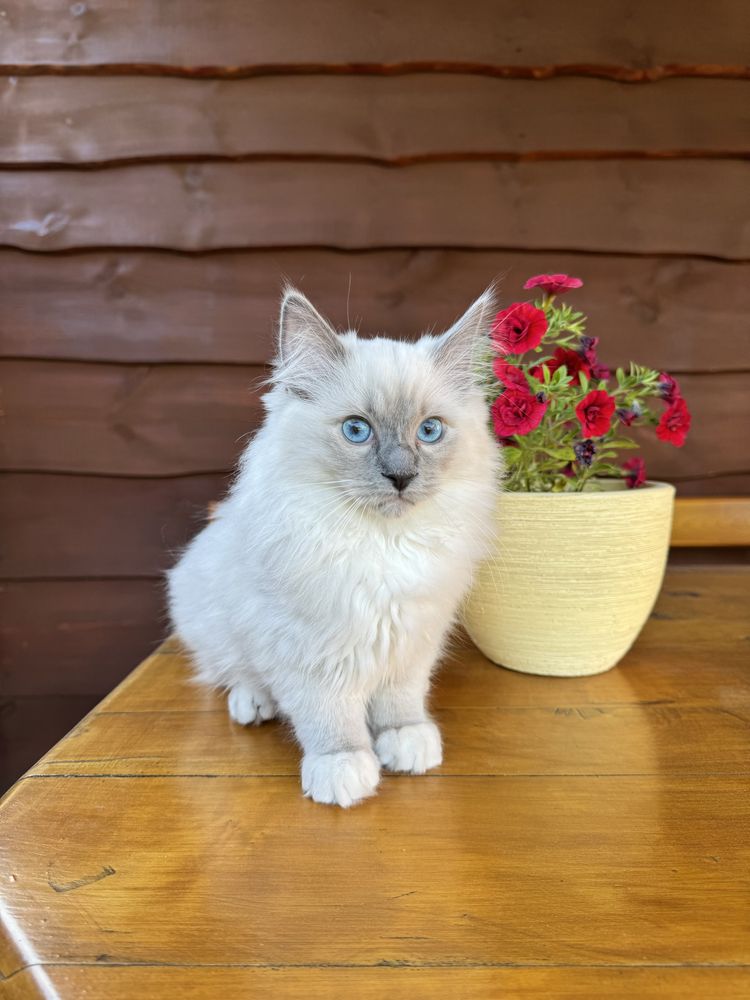 Kocięta rasy ragdoll