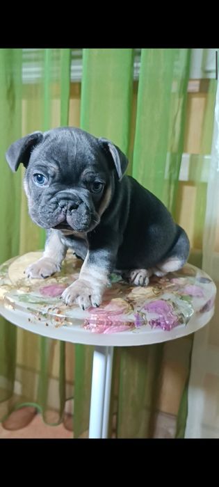 Мальчик французский бульдог