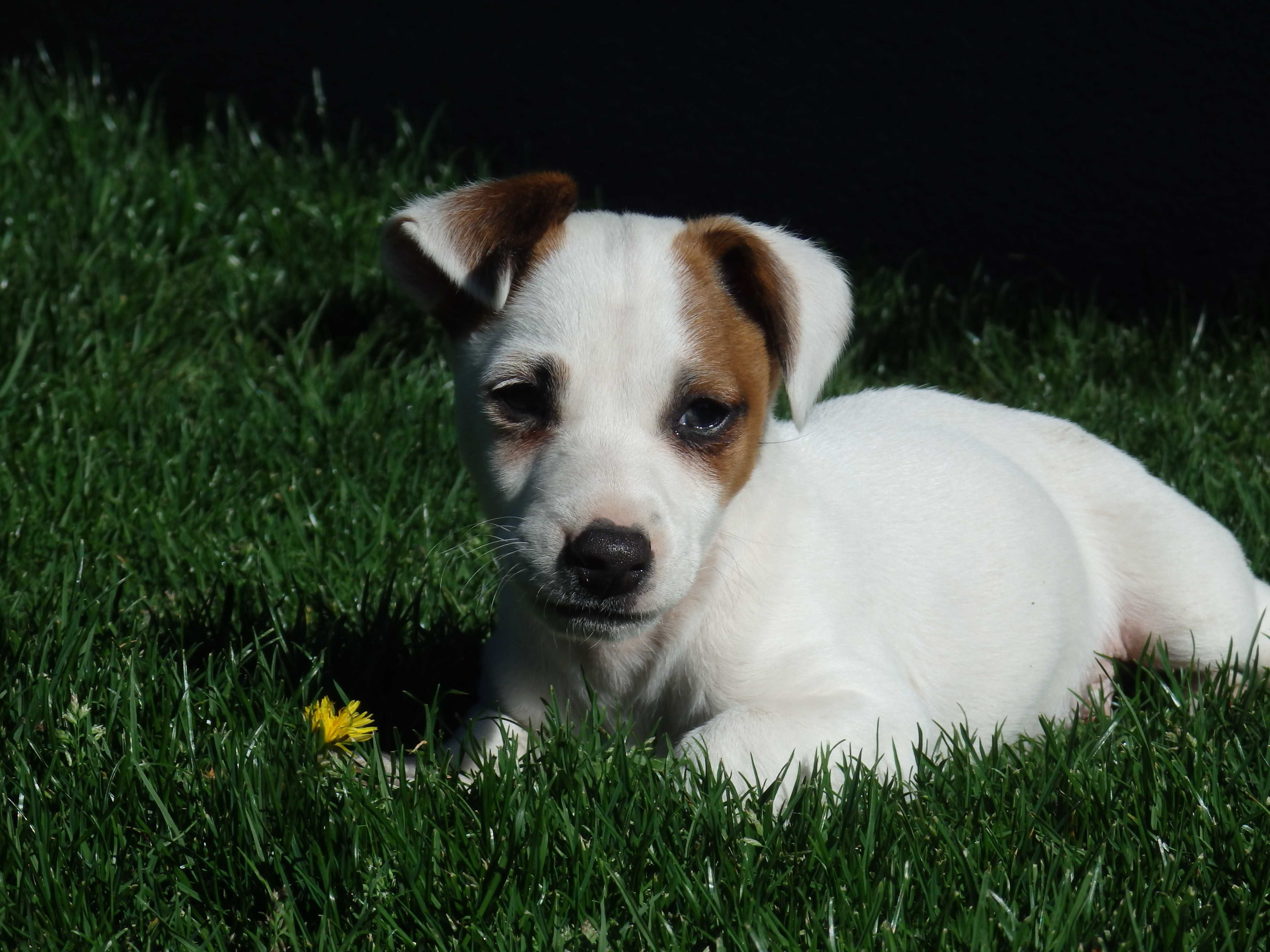 Jack Russell Terrier # BOBER Smartie Jacks # pure breed Jack Russell