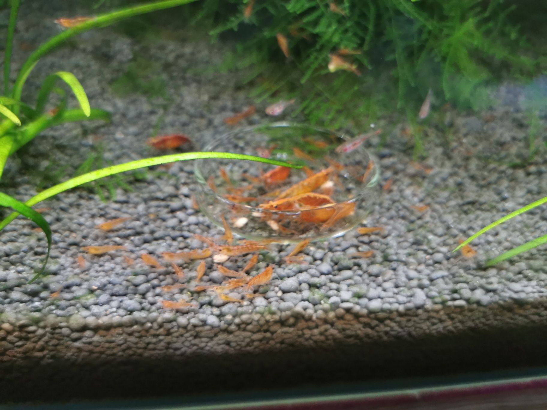 Krewetki Orange neocardina