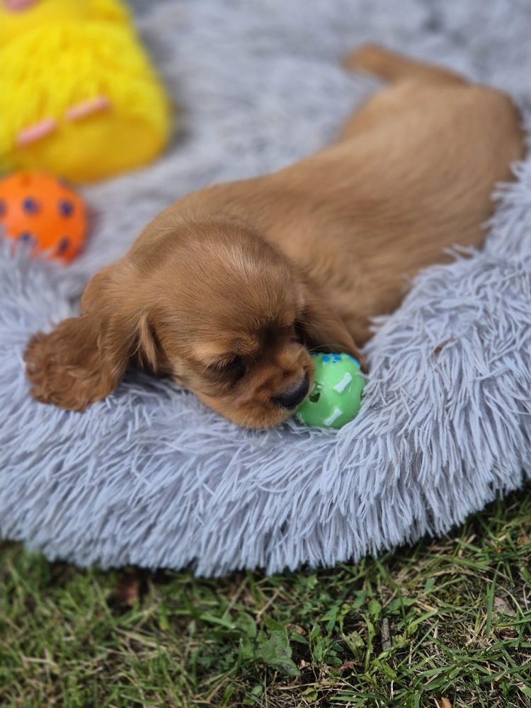 Cavalier ruby rudy piękny szkolenie wyprawka rodowod
