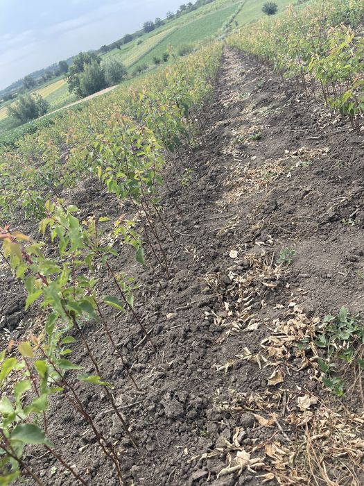 Окуліровка.Саджанці.Сажинці.Прививка.Під замовлення