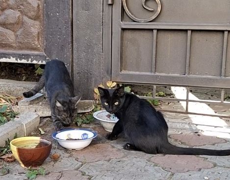 Кошенятам потрібен дім.