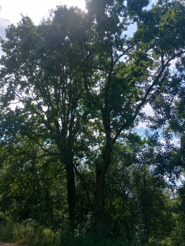 Dęby na pniu, 230 i 250 cm, Kraków