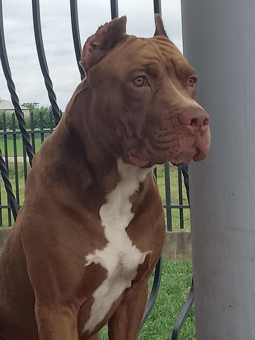 Pit Bull Red Nose Pies