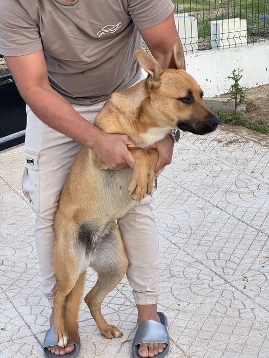 Adoção respondavel