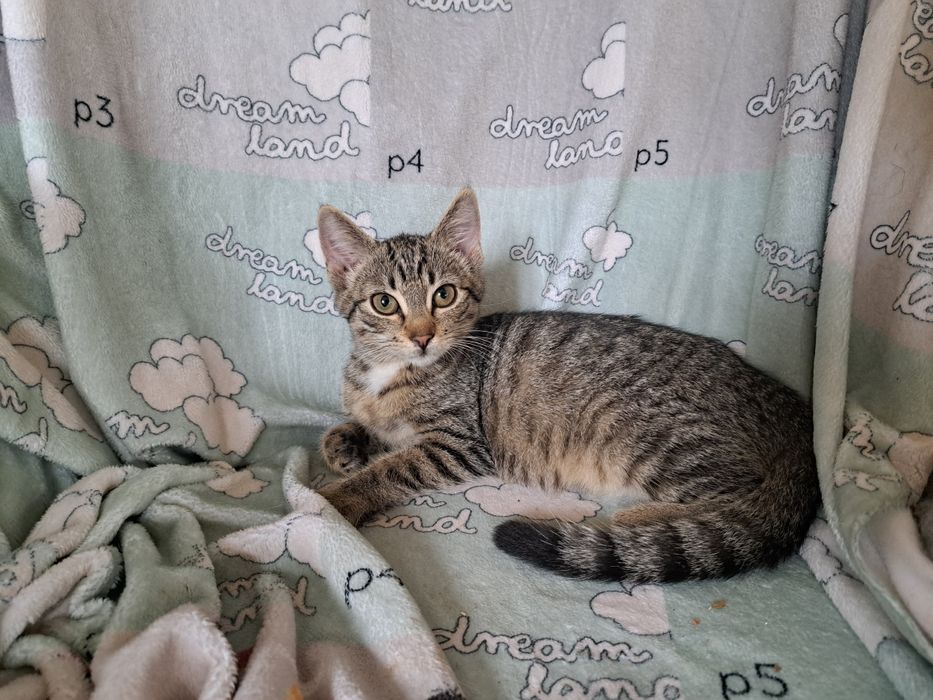 Pyza- bura, mała 5- miesięczna kotka do adopcji