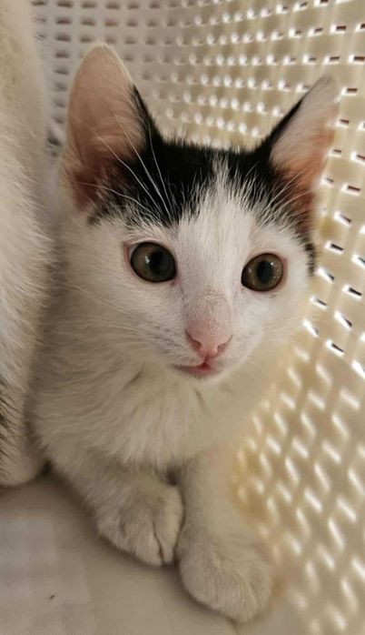 12tyg.kotka,kociczka biało-czarna z domu tymczas.ADOPCJA