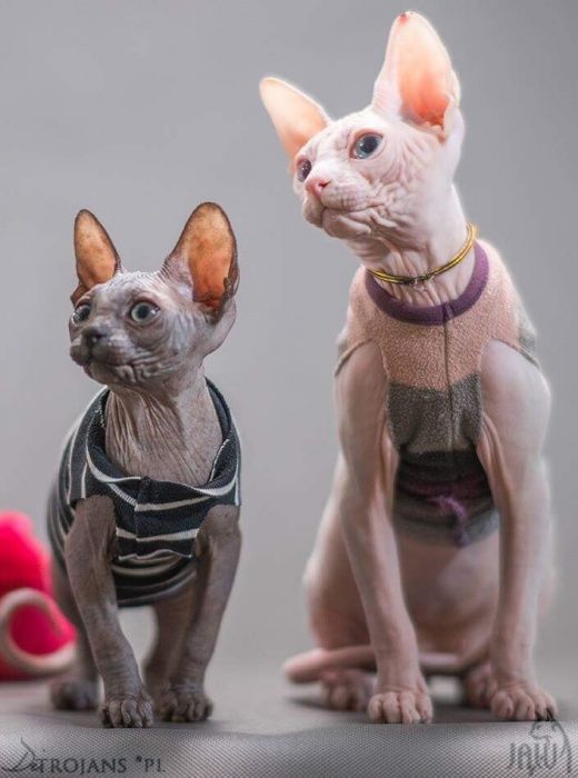 Przepiękny ‼️ mioty (czarne Mix) Sphynx • Sfinks • Elf • BambinoToy