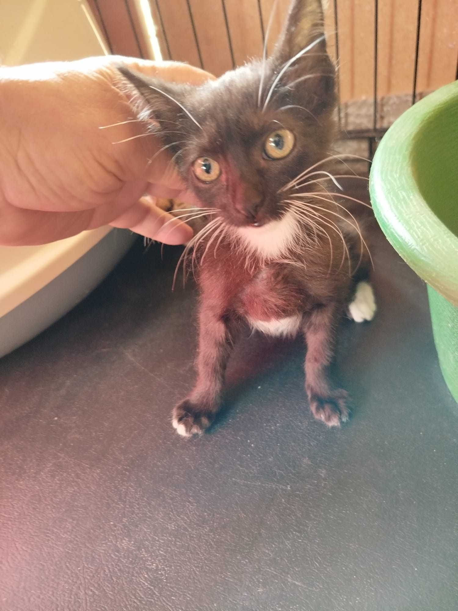 Cacau - Para Adopção Bebés